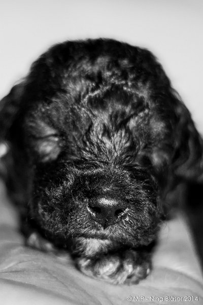 2014-02-18 Welpen Svet & Ruby-1920.jpg - Day 15